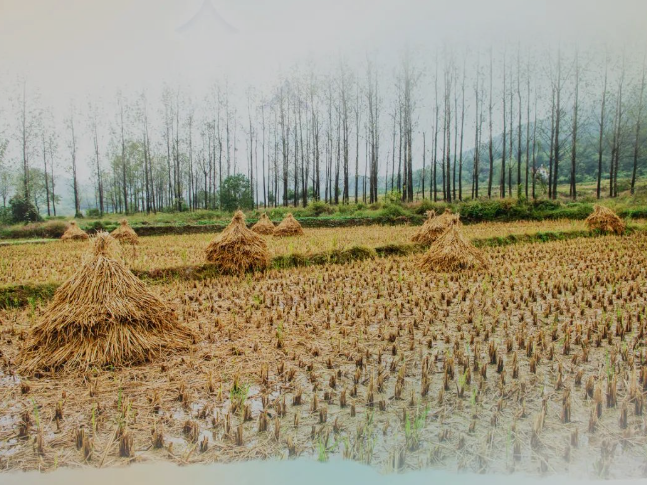 ������������������ҡ�